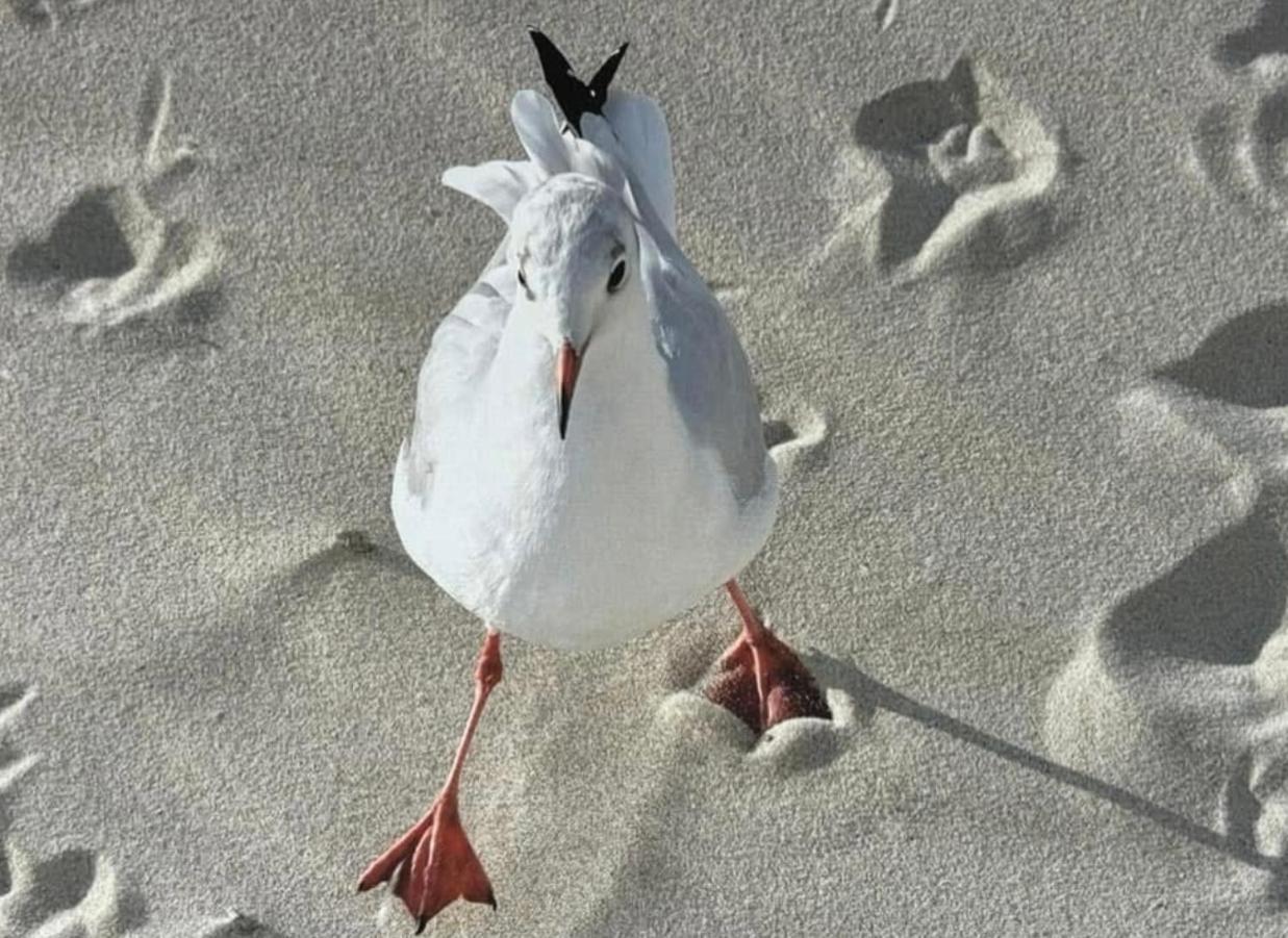 La Mouette C2